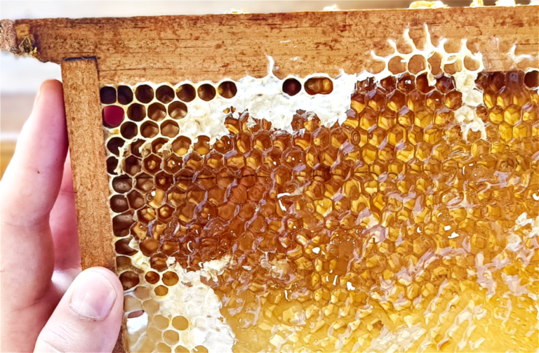 miel artisanal origine france 