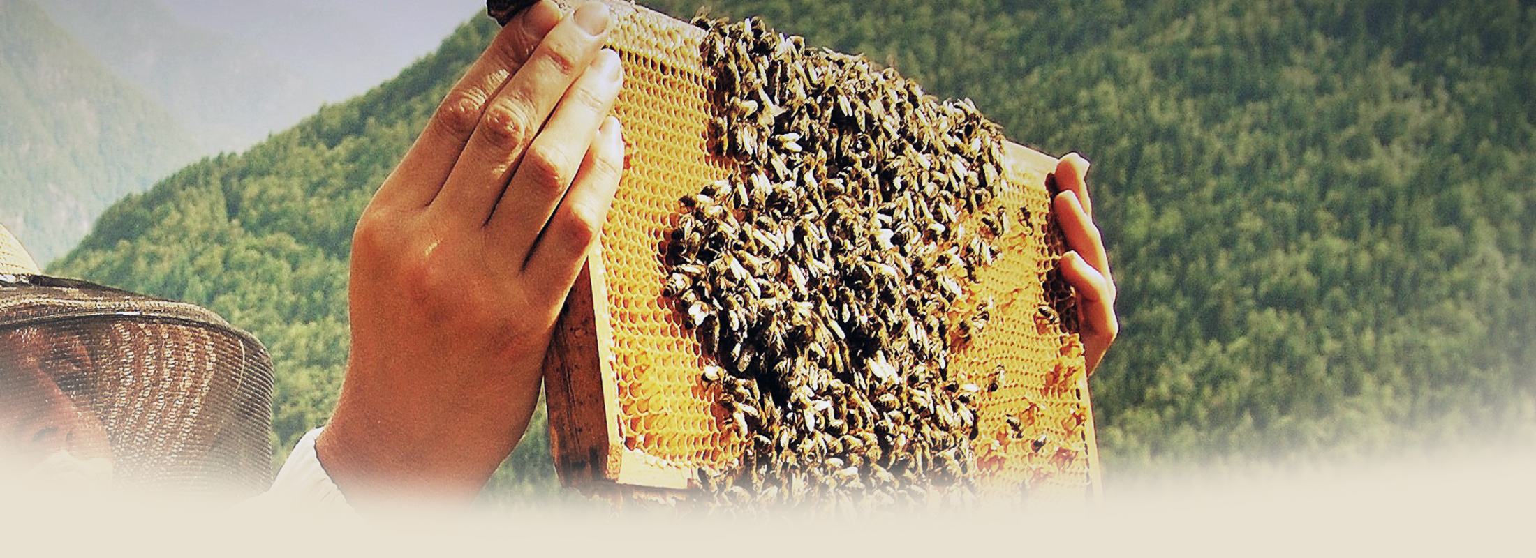 apicultrice recoltante.png