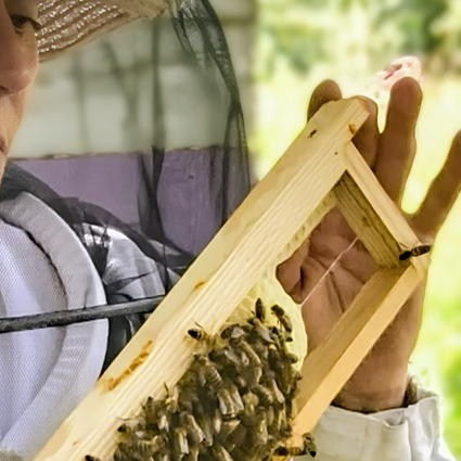 apiculture respectueuse