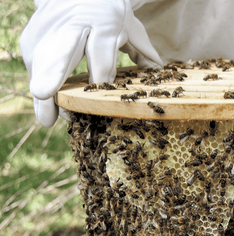 Miel abeille noire france
