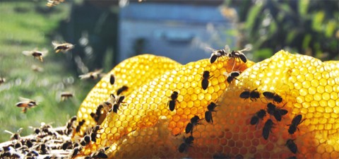 Cire abeille acheter