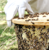 Apiculture naturelle 